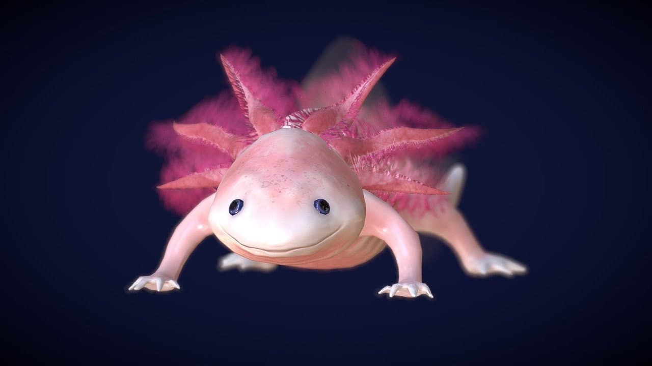 Backdrop – Axolotl, la salamandre miraculeuse
