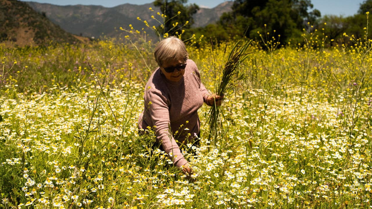 Backdrop – La casa, el lago y el trigo