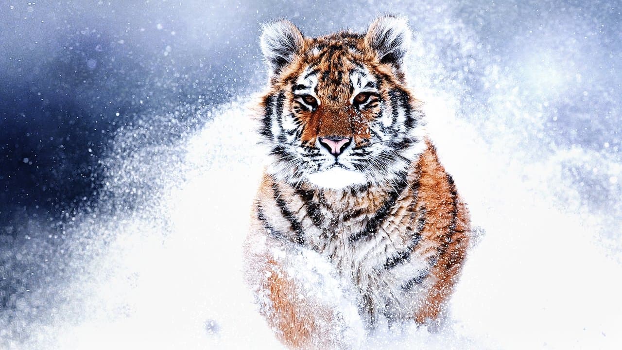 Backdrop – Russia's Wild Tiger