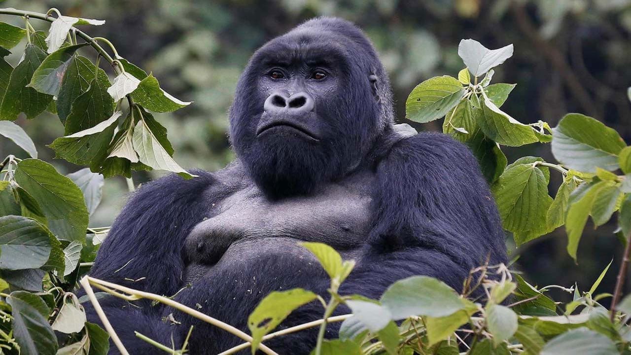 Backdrop – Mountain Gorilla