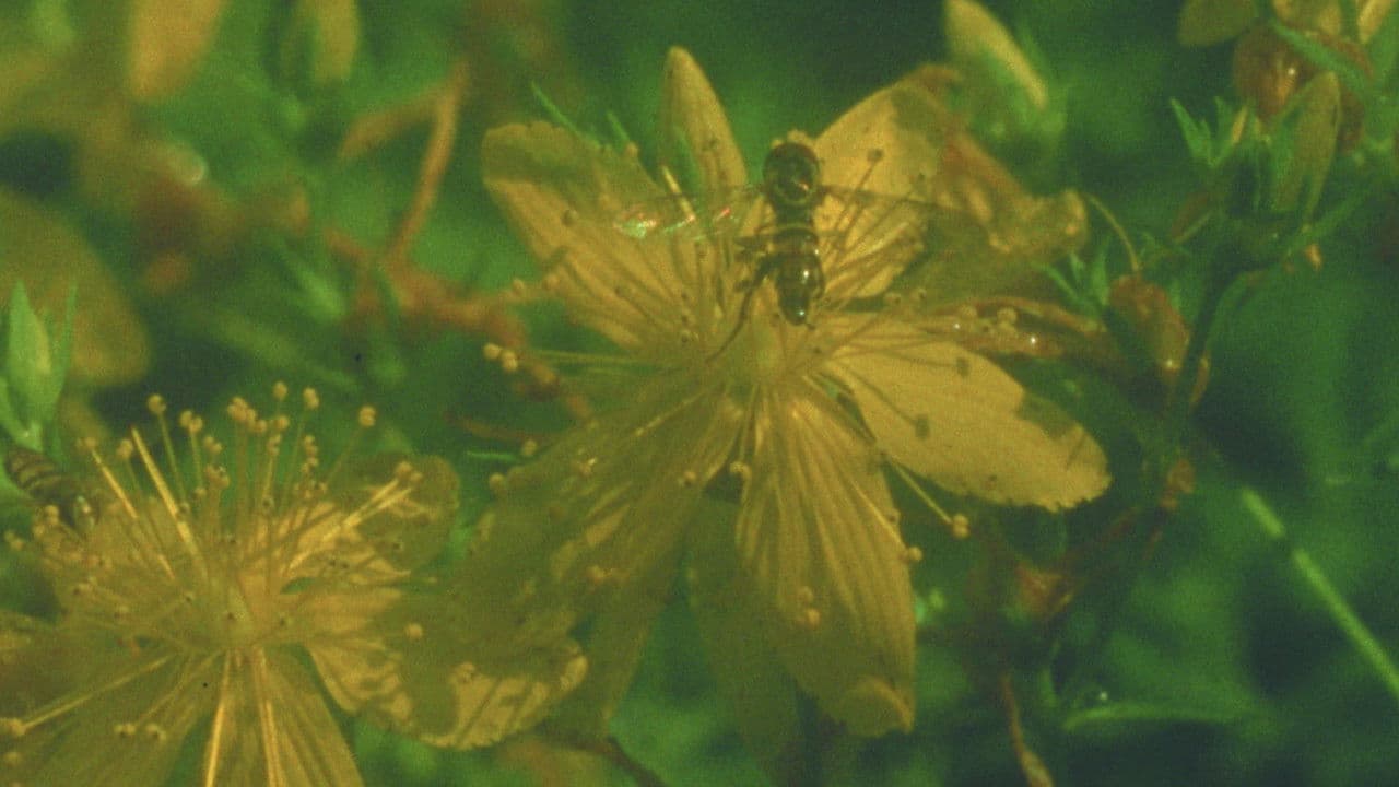 Backdrop – Summer Meadow