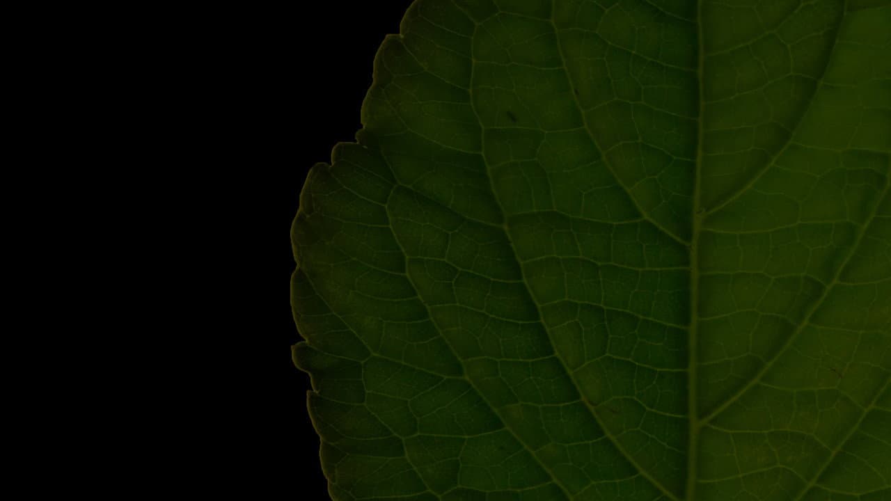 Backdrop – Salvia Divinorum: A Western Approach