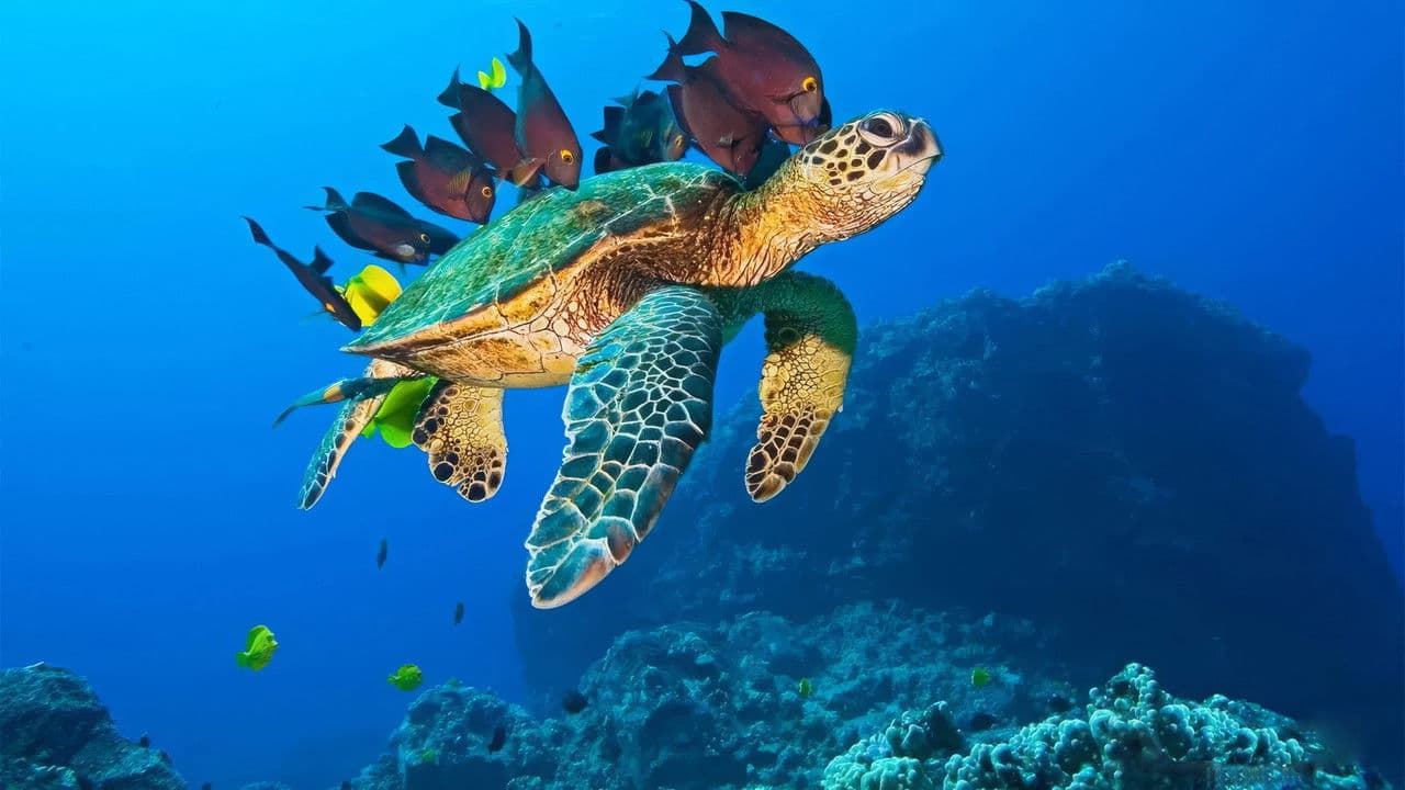 Backdrop – OceanWorld 3D