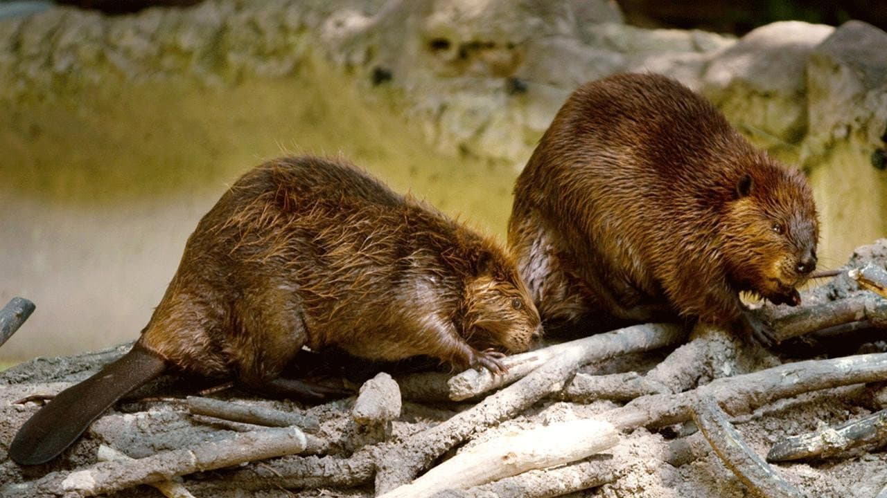 Backdrop – Les Animaux bâtisseurs