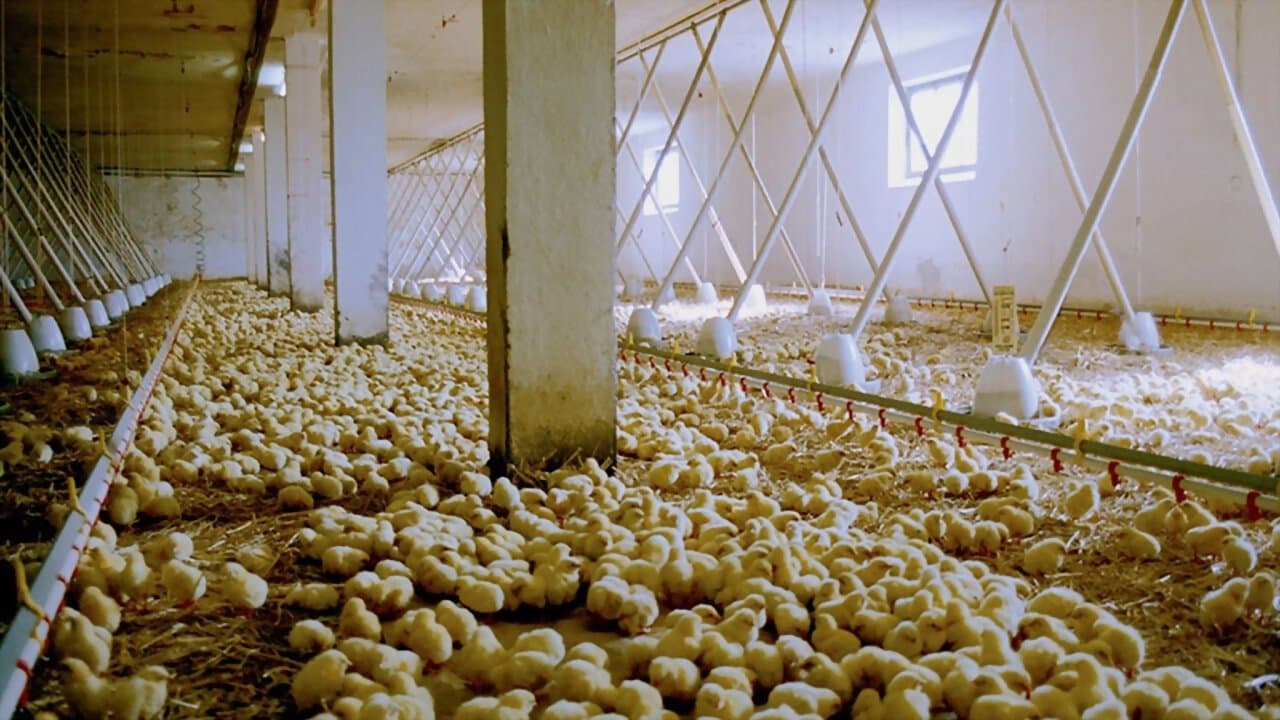 Backdrop – We Feed the World