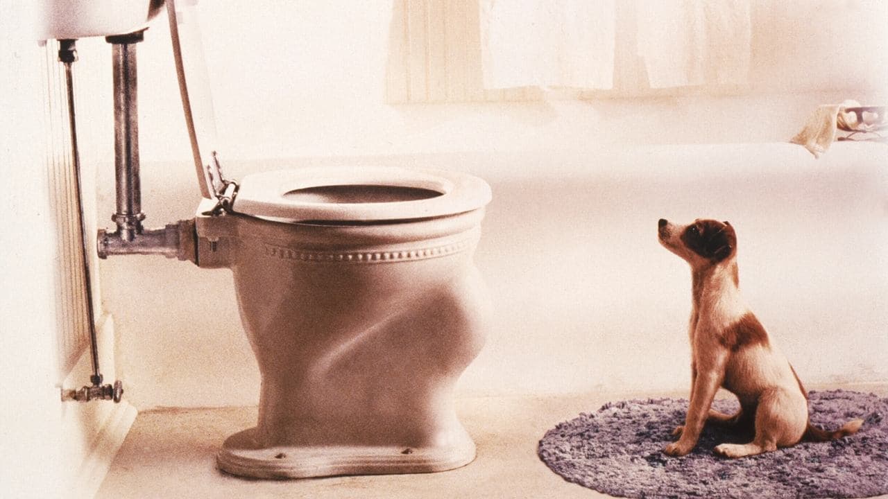 Backdrop – Mein Hund Skip