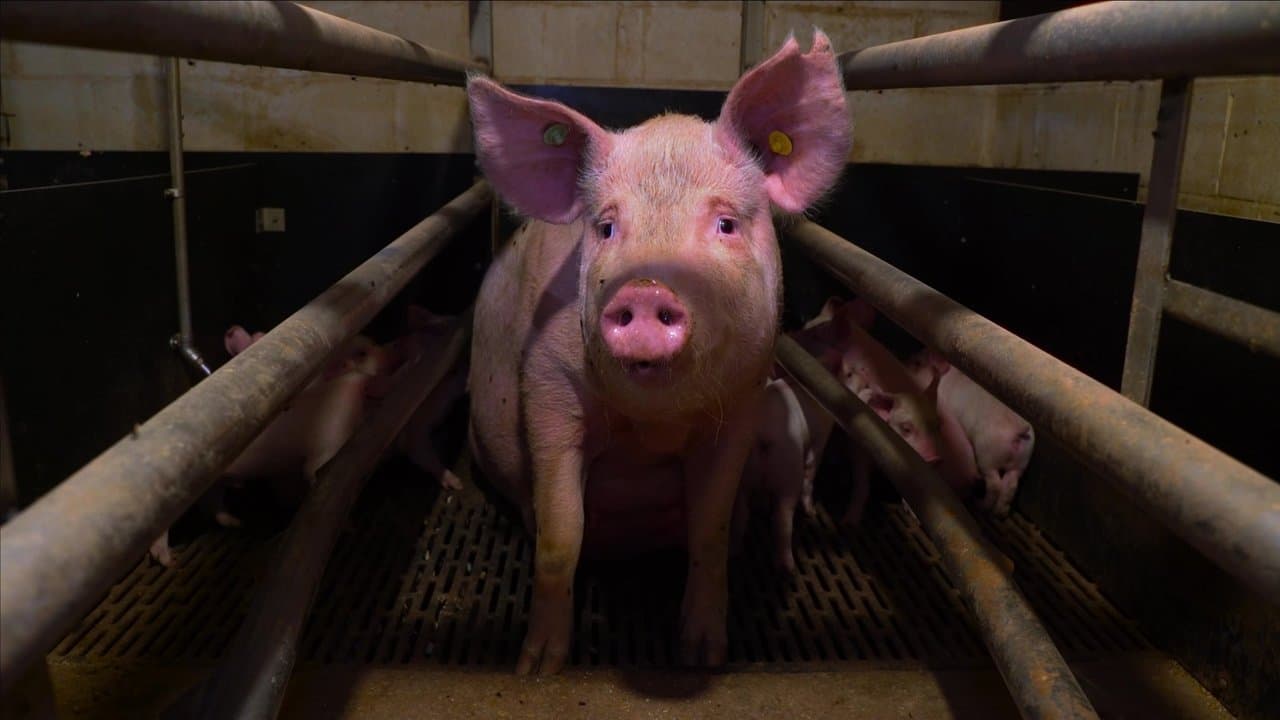 Backdrop – Pignorant