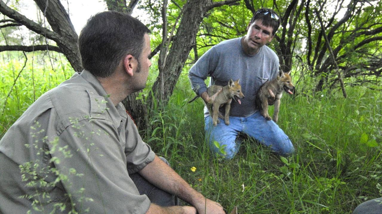 Backdrop – Attack in the Wild: Coyote Mystery