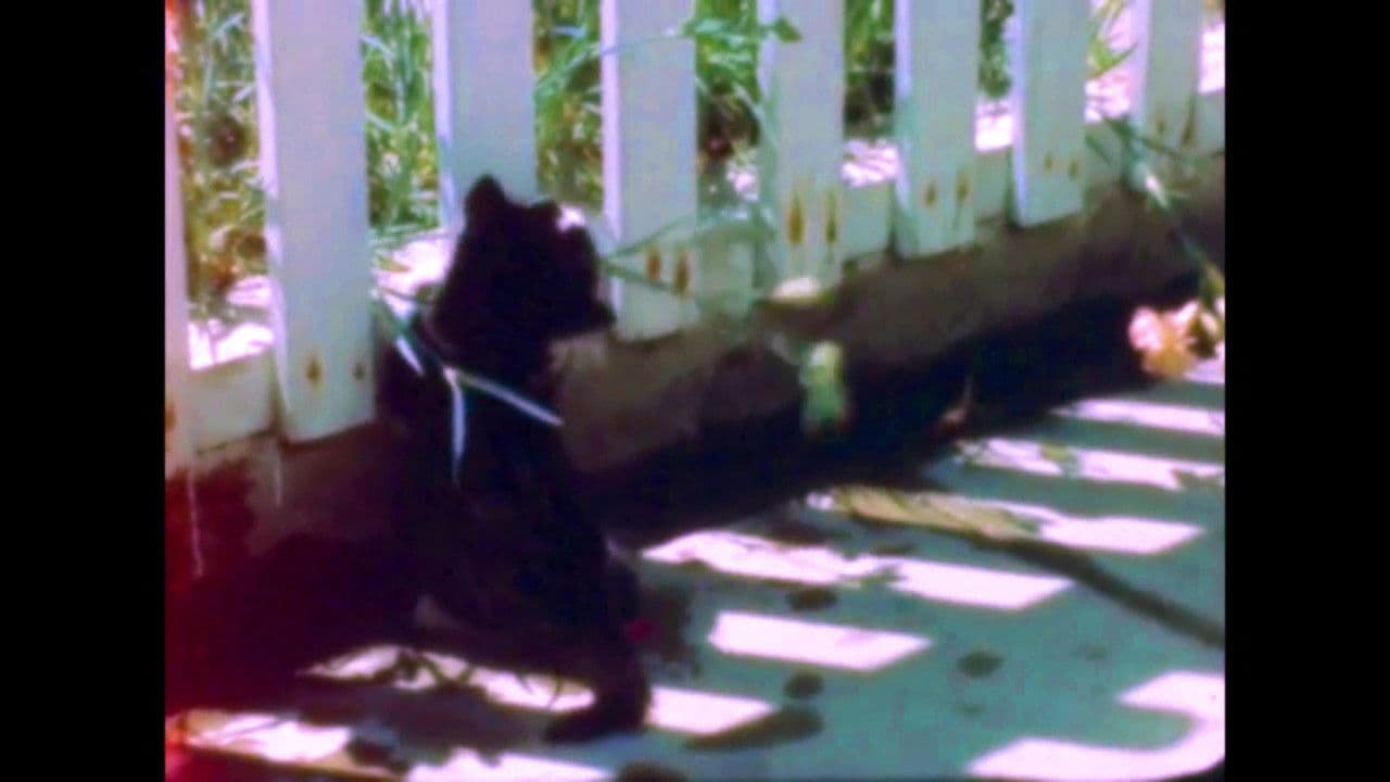 Backdrop – Signals - Timothy Connon and the Pier