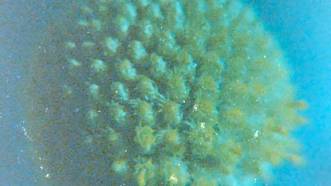 Backdrop – Late Anthropocene