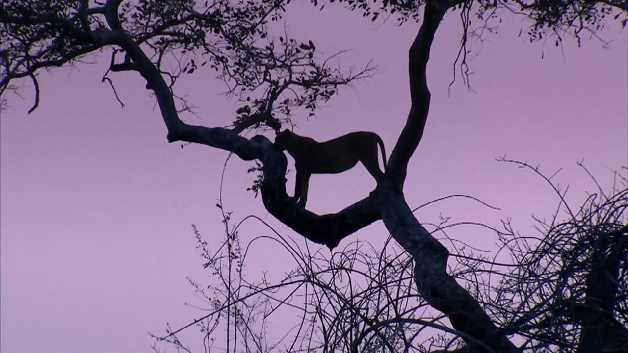 Backdrop – Predator's Playground