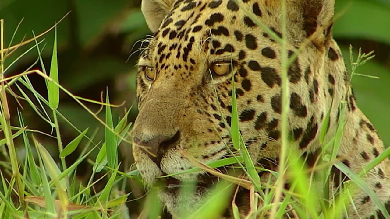 Backdrop – Conflits dans la Nature – Conflits dans la Jungle