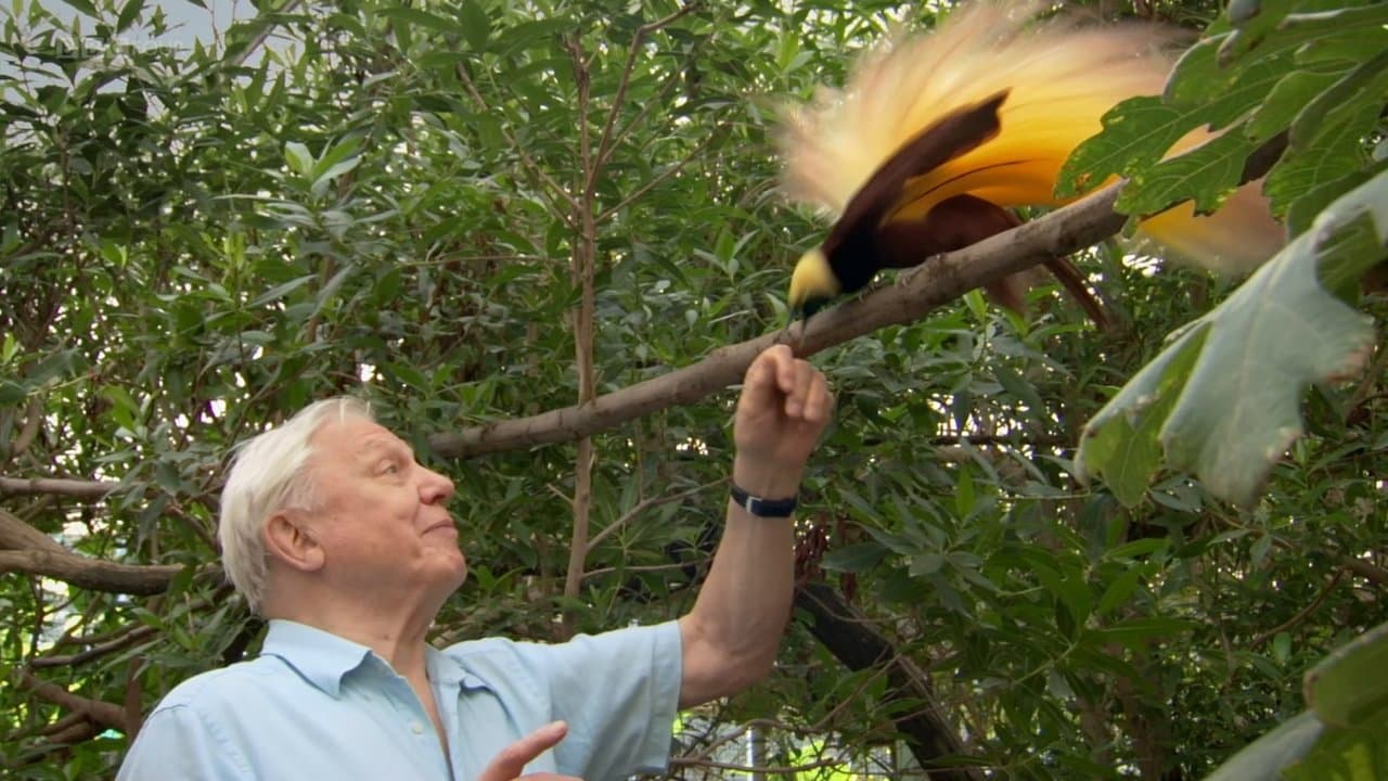 Backdrop – Attenborough's Paradise Birds