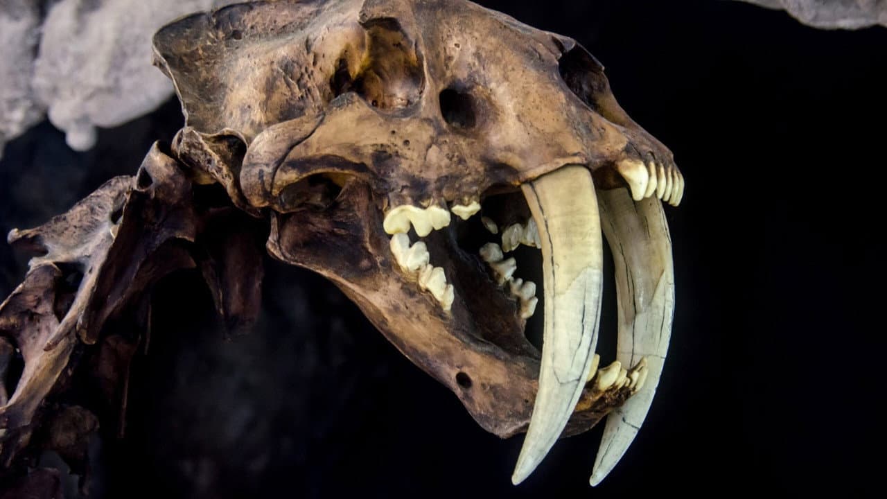 Backdrop – Le mystérieux tigre à dents de sabre