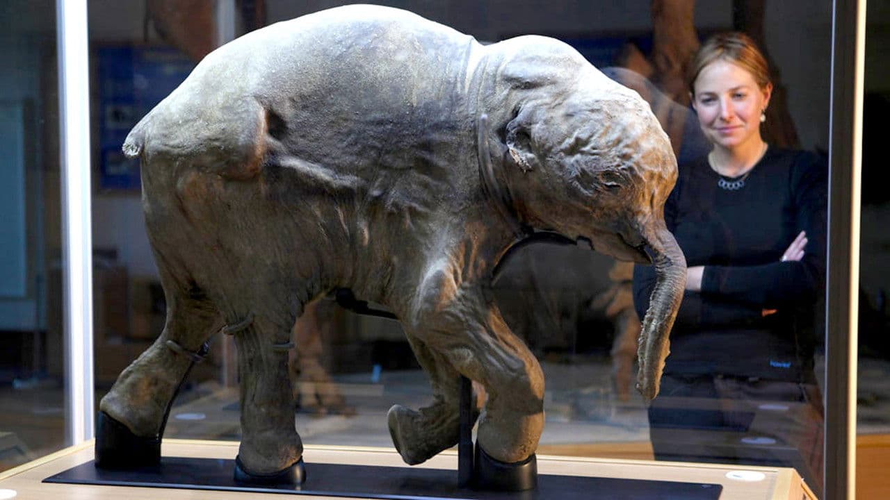 Backdrop – Woolly Mammoth: Secrets from the Ice
