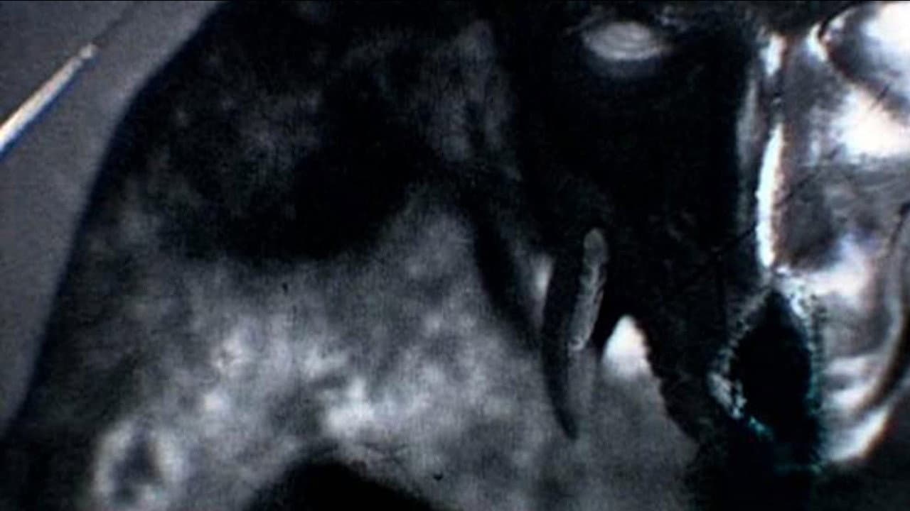 Backdrop – Kanashibara