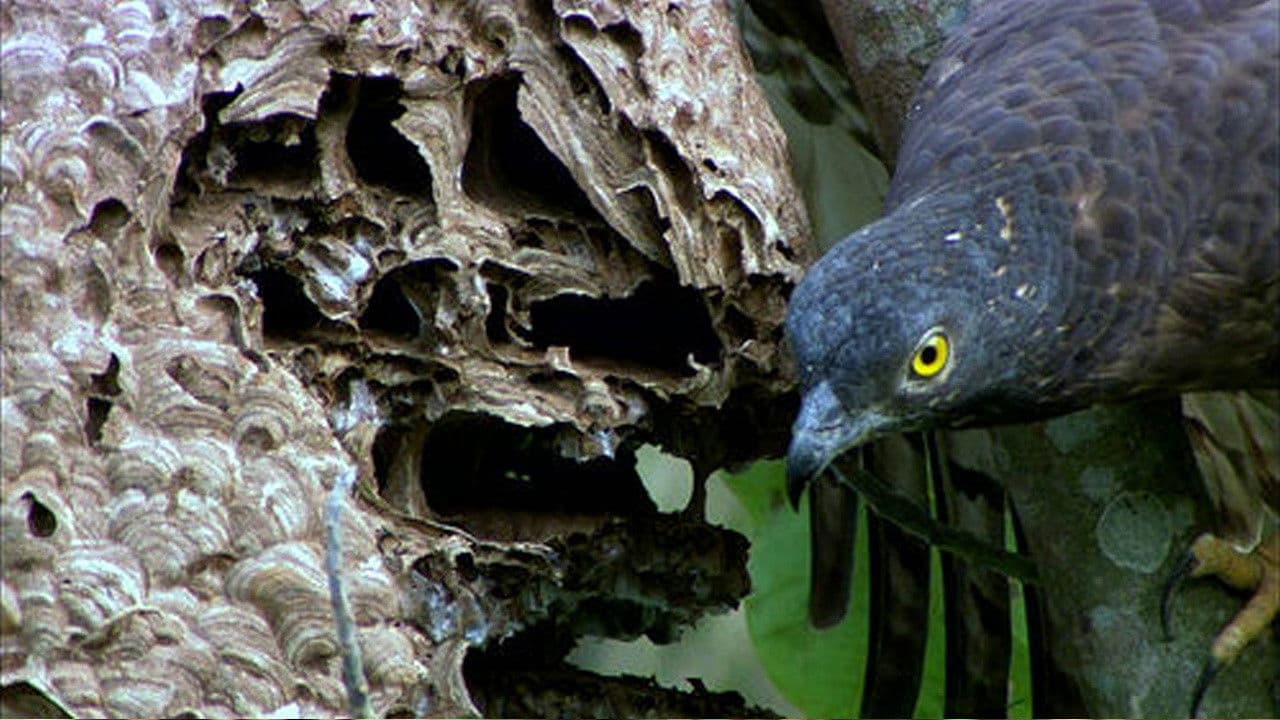 Backdrop – 九九蜂鷹