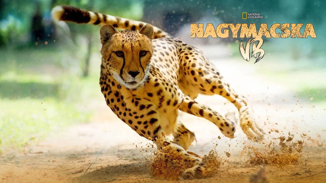 Backdrop – Big Cat Games