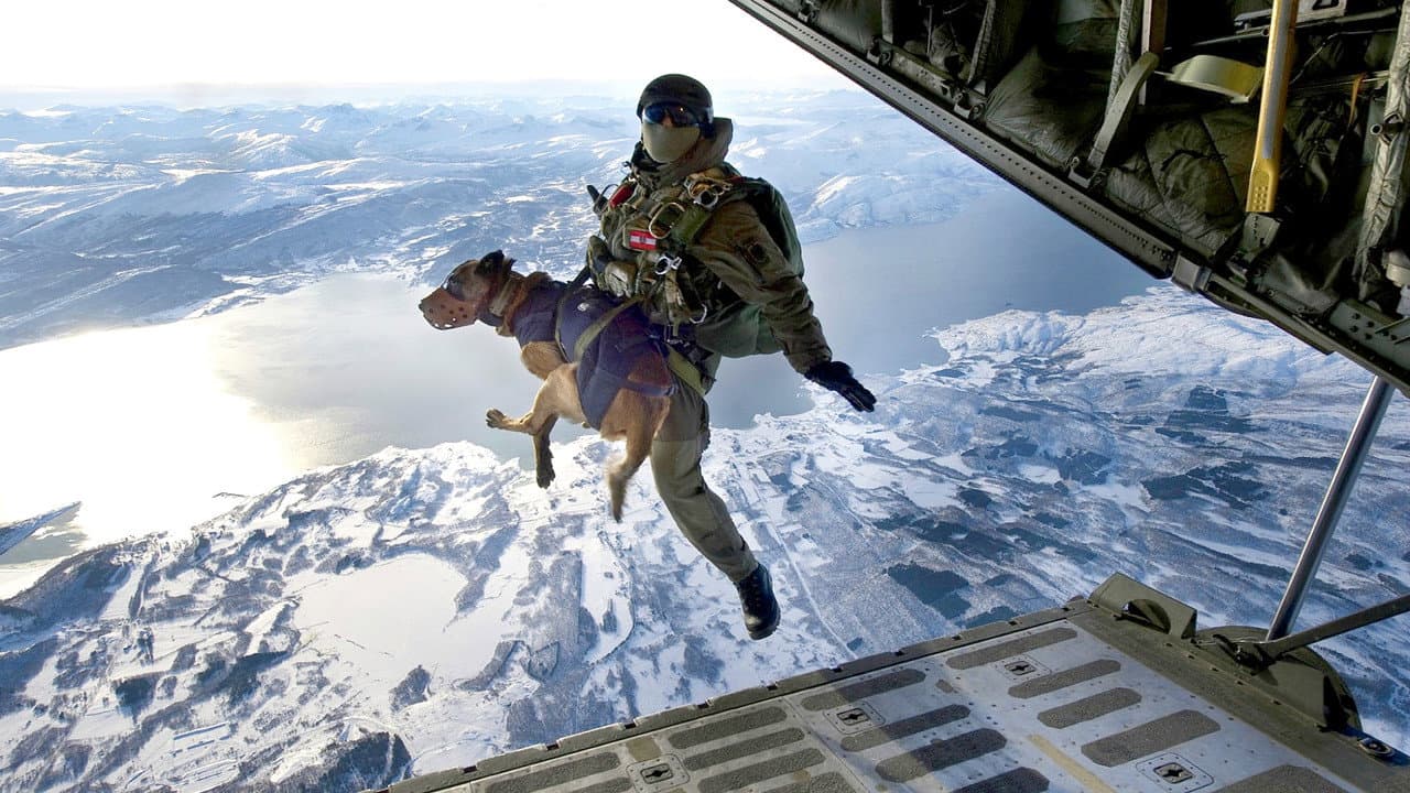 Backdrop – SEAL Dog
