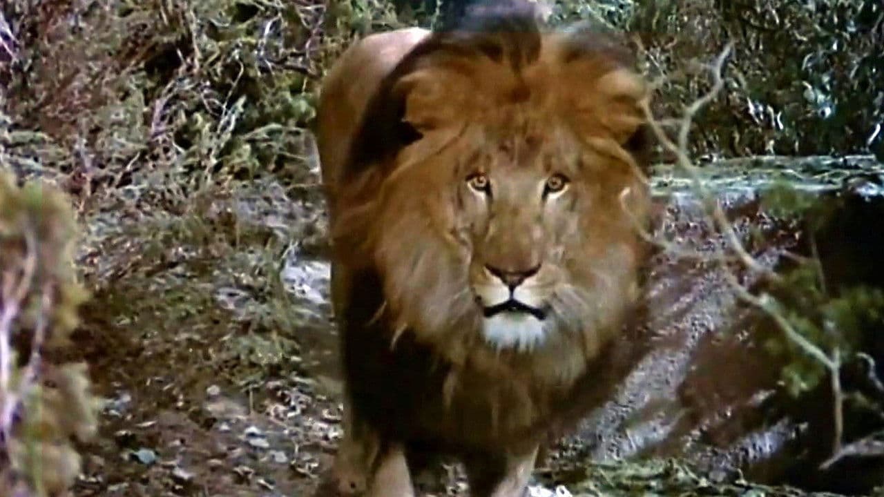 Backdrop – Der König der Wildnis