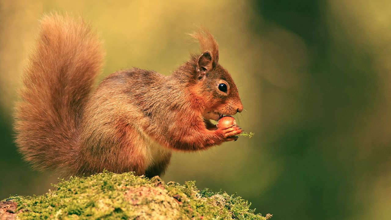 Backdrop – Cumbrian Red: Saving Our Red Squirrels
