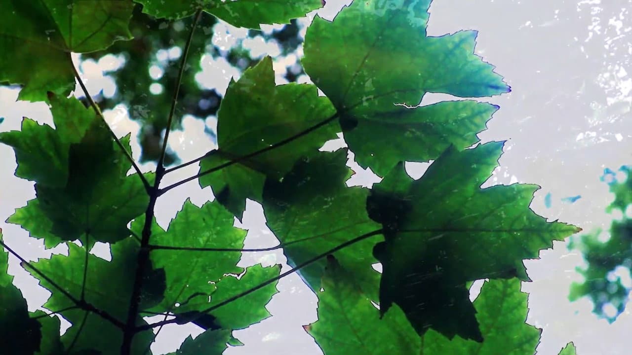 Backdrop – Reflections of Nature