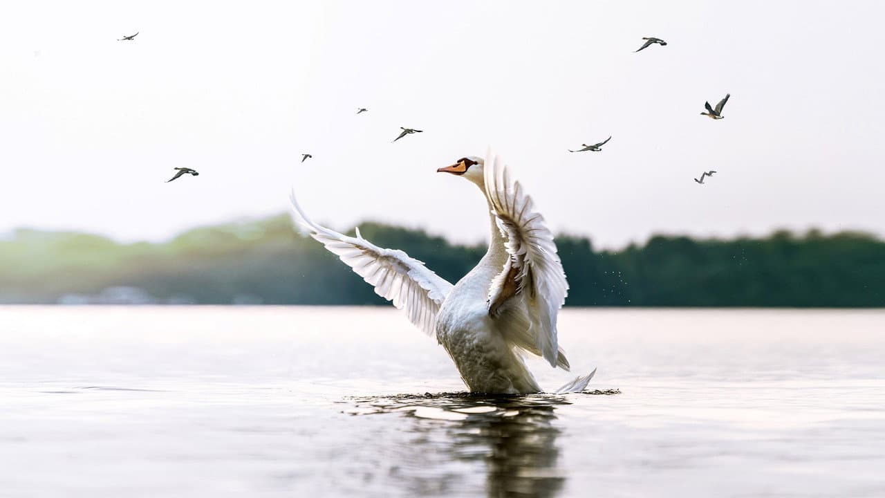 Backdrop – Swans: Mystery of the Missing