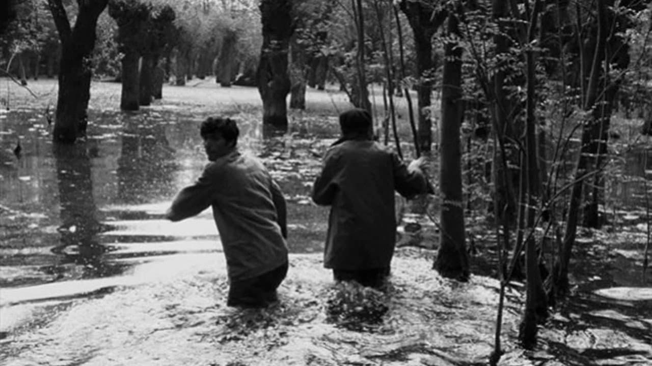 Backdrop – Crne ptice