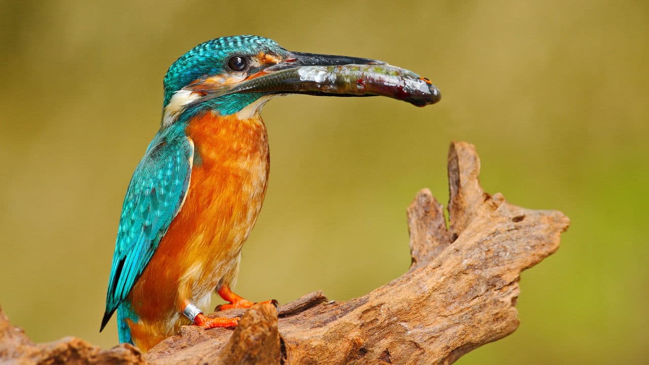 Backdrop – Planeta Česko