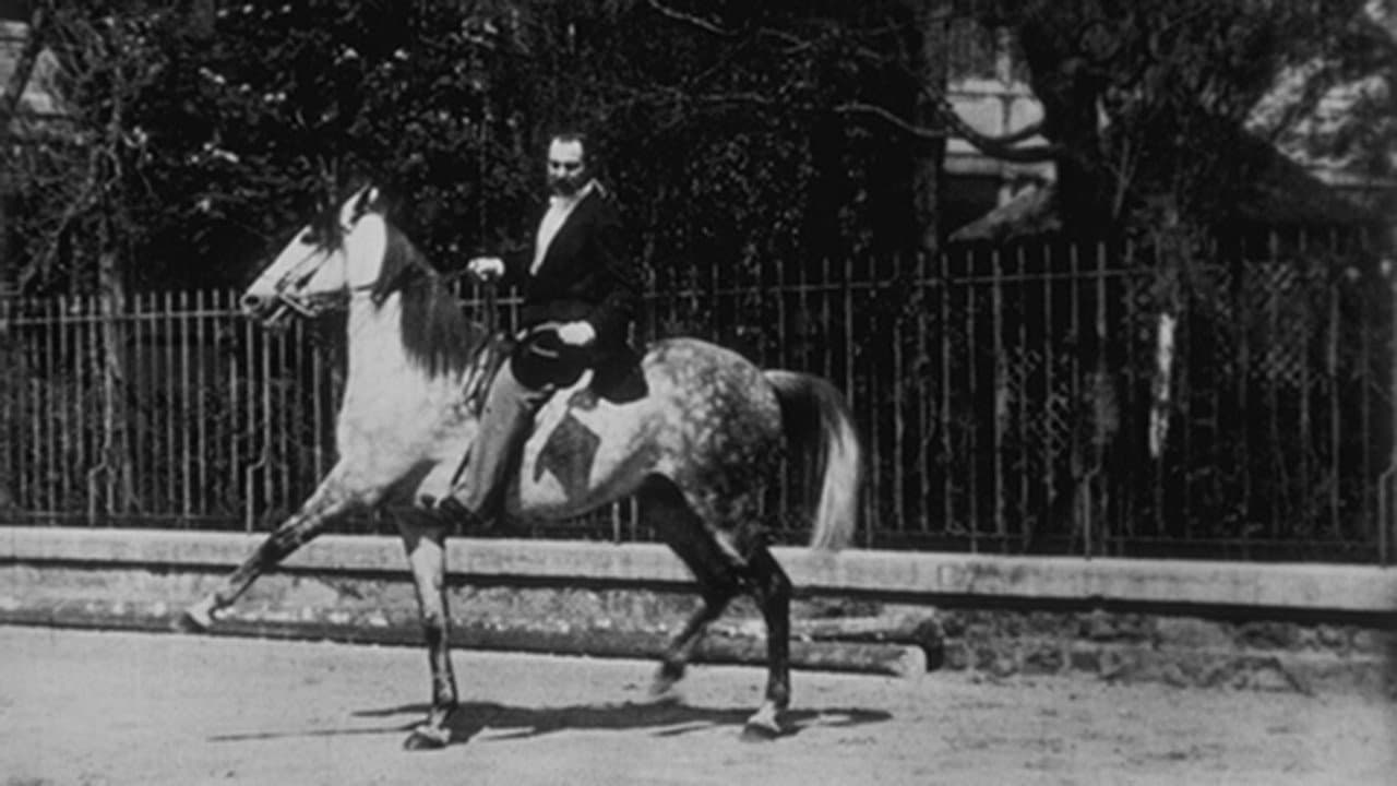 Backdrop – Cheval de haute école, II