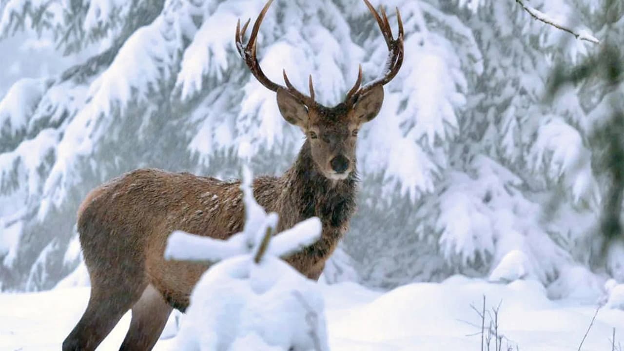 Backdrop – Winter am Alpenrand