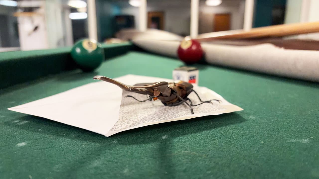 Backdrop – Bug Behind Schedule