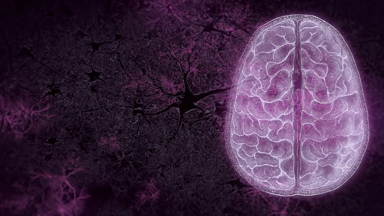 Backdrop – Your Brain