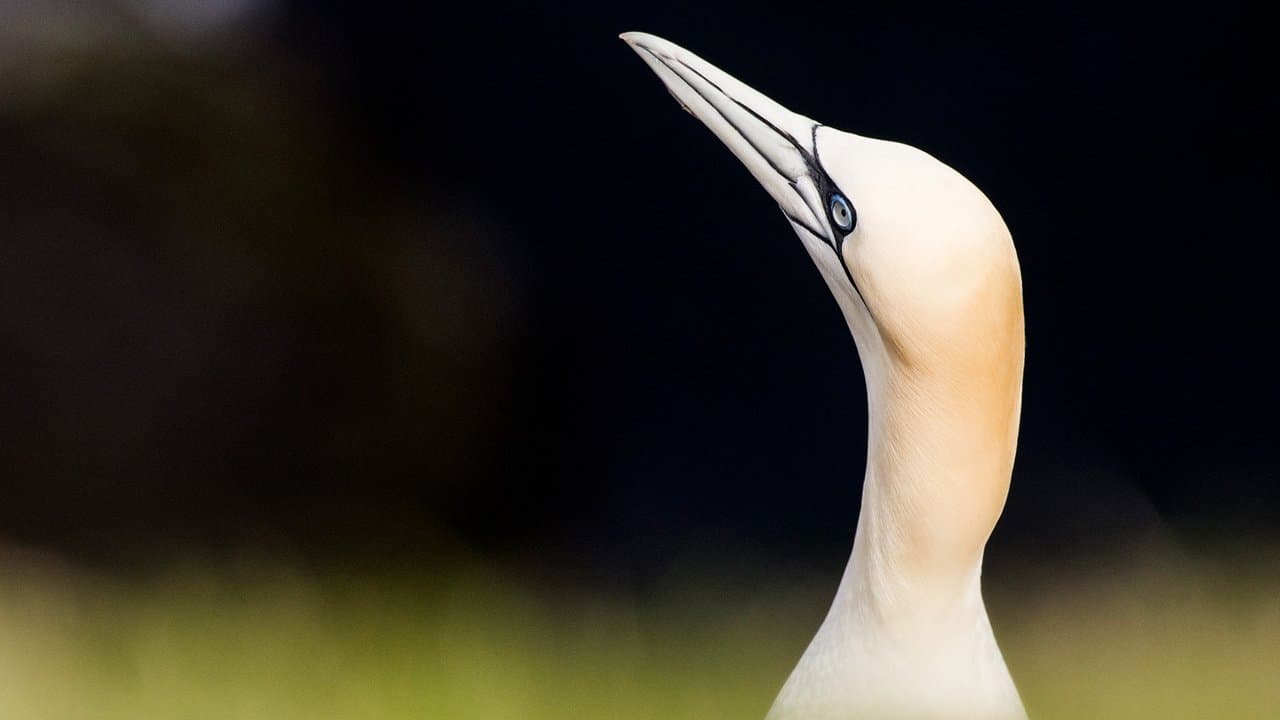 Backdrop – Wildes Shetland