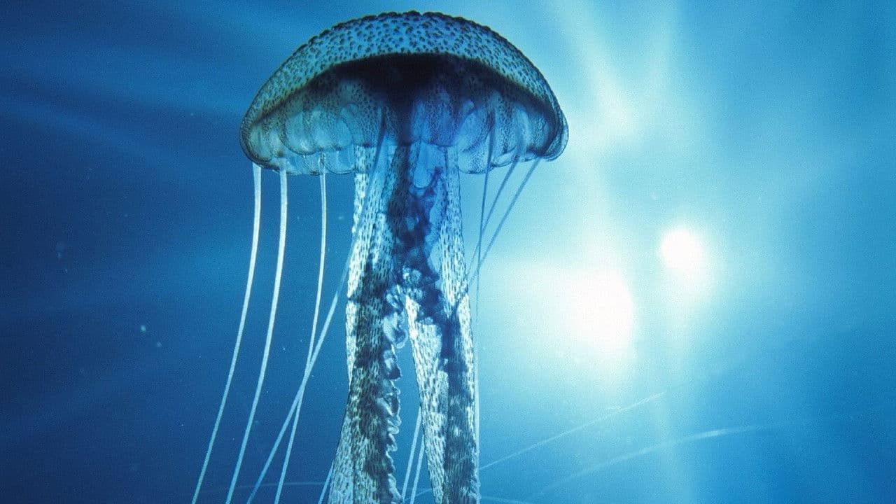 Backdrop – IMAX: Into the Deep 3D