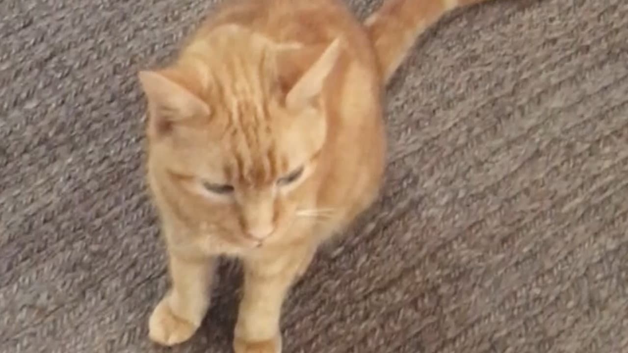 Backdrop – The Adventures of Murphy the Cat #2