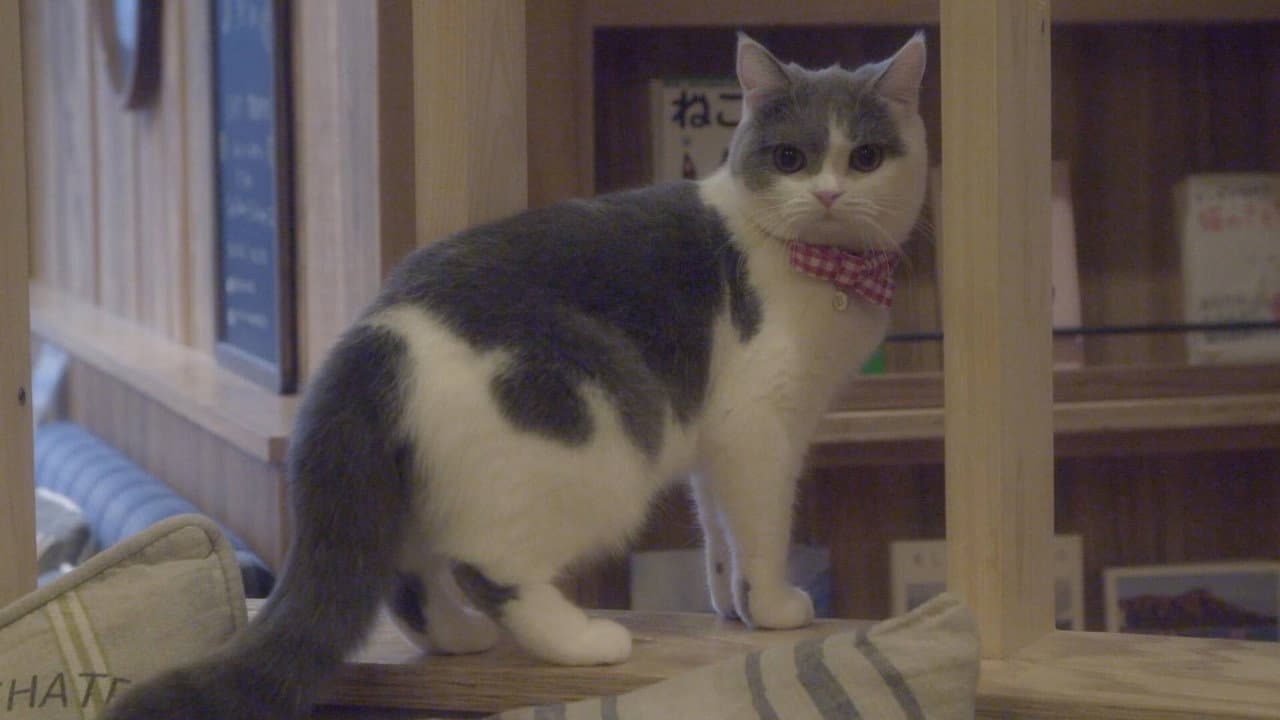 Backdrop – 猫カフェ