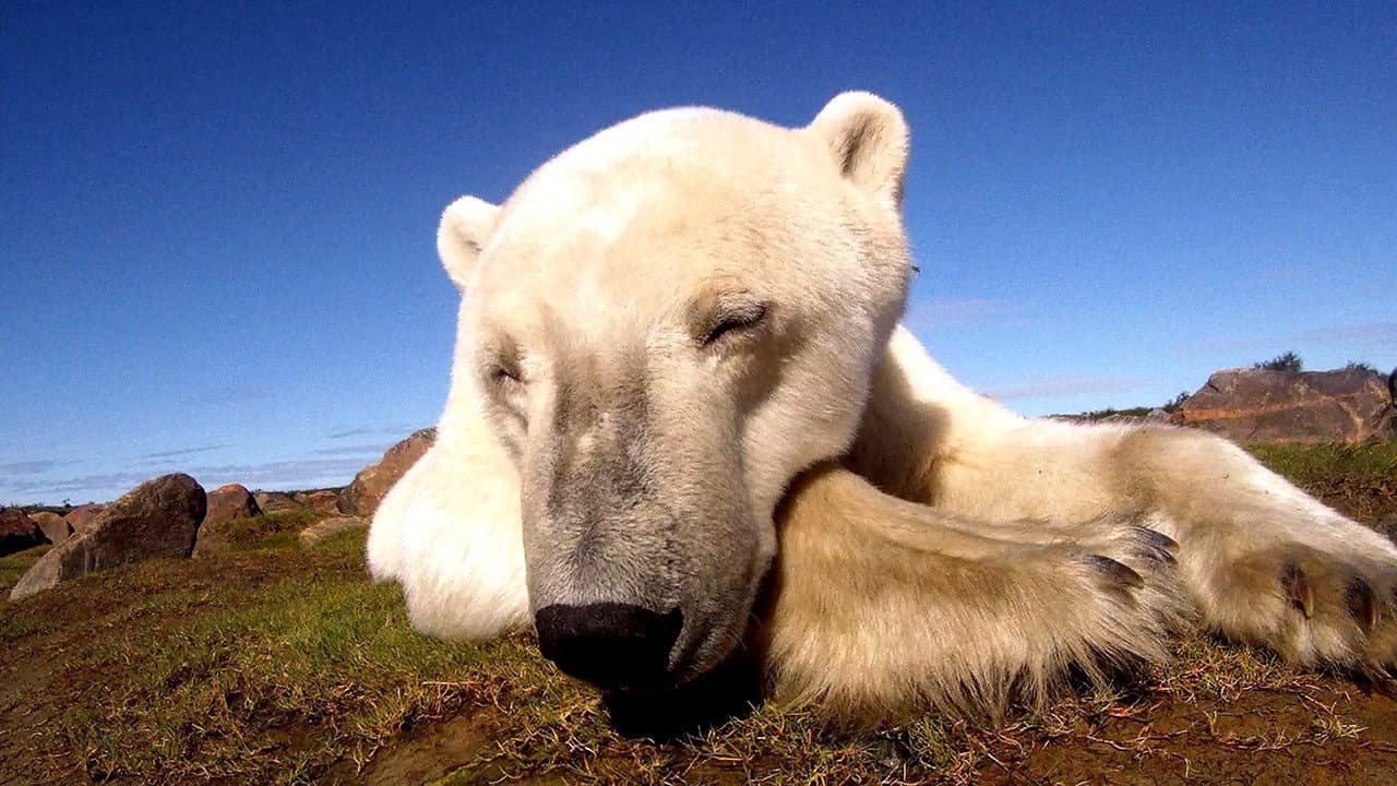 Backdrop – Polar Bears: Ice Bear
