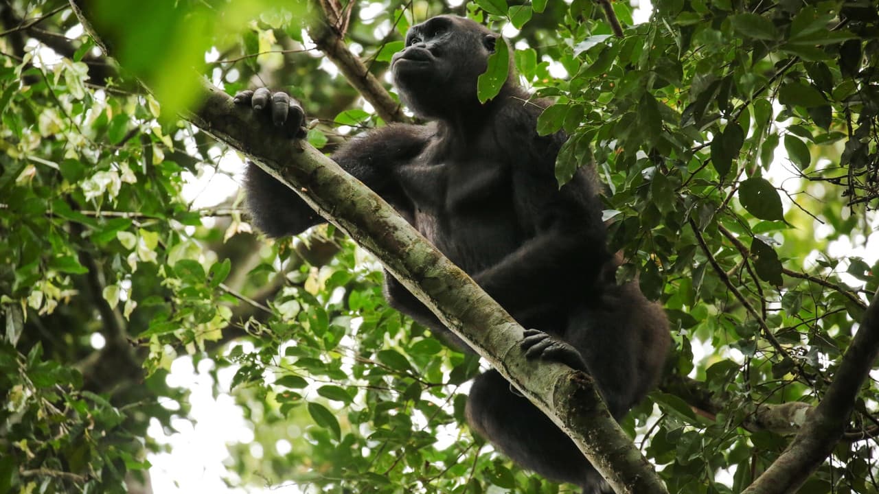 Backdrop – Gorillas of Gabon