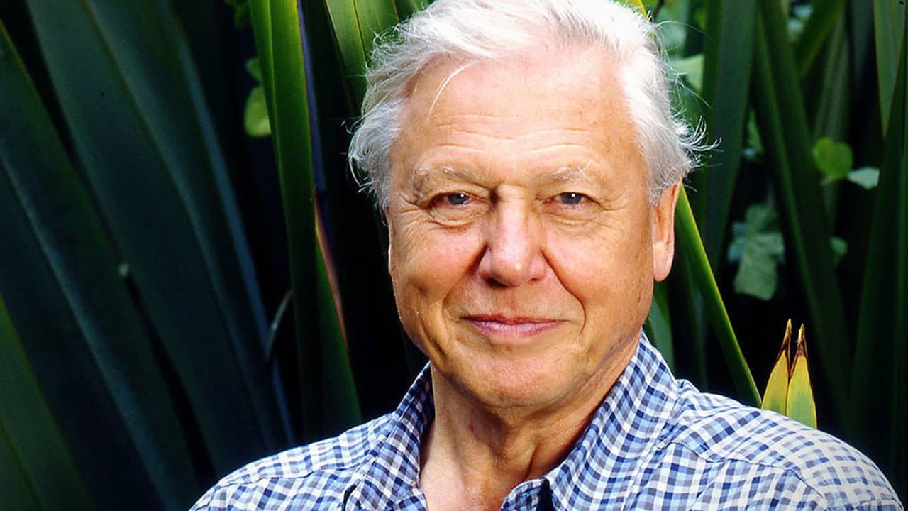 Backdrop – Gorillas Revisited with Sir David Attenborough