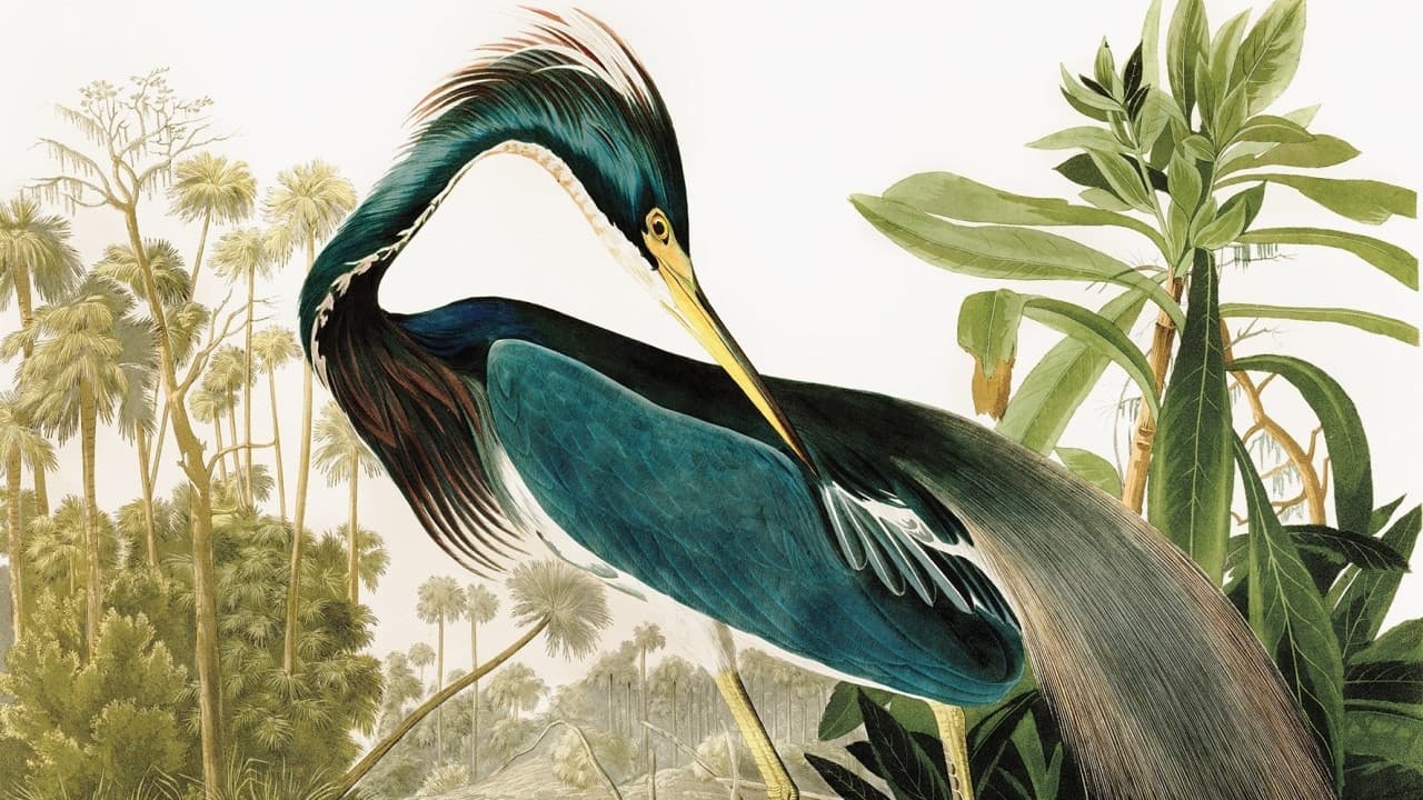 Backdrop – Birds of America