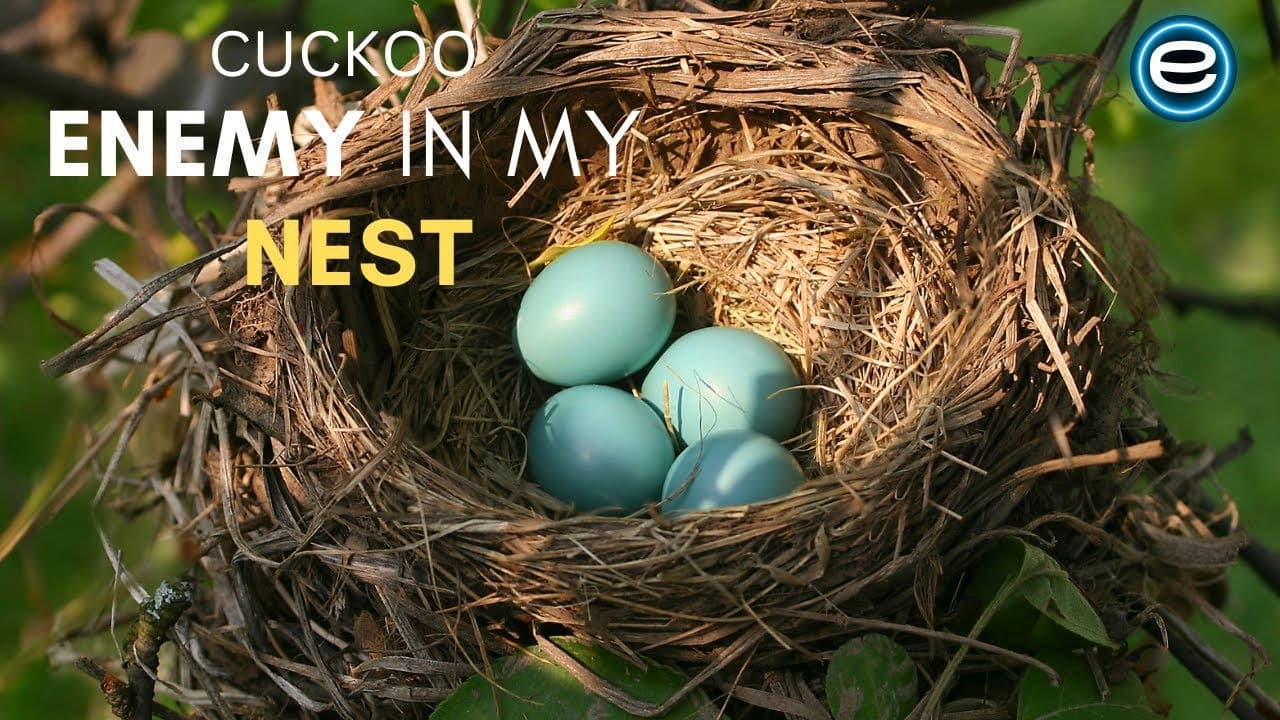 Backdrop – Cuckoo: The Enemy In My Nest