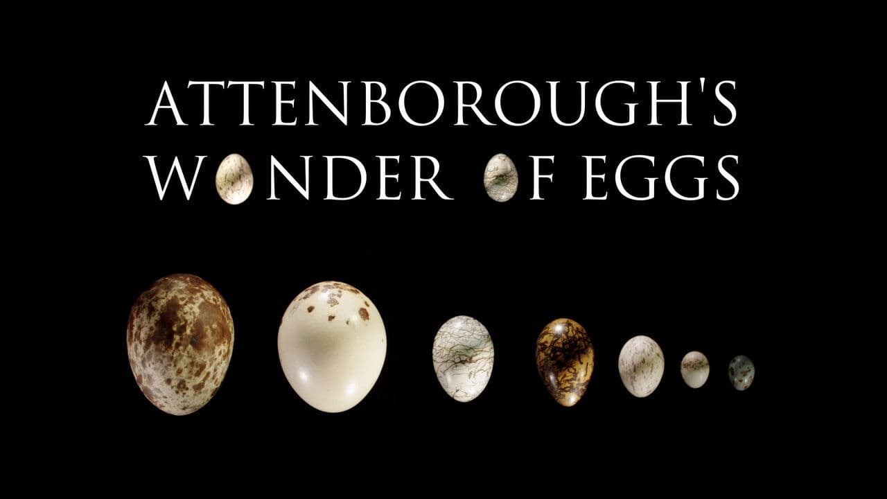 Backdrop – Attenborough's Wonder of Eggs