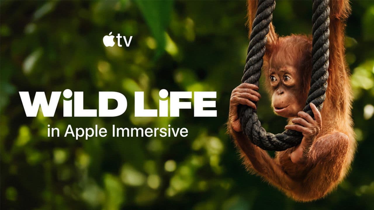 Backdrop – Wild Life - Orangutans