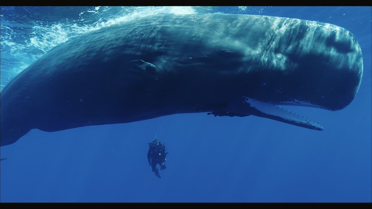Backdrop – Cachalots, une histoire de famille