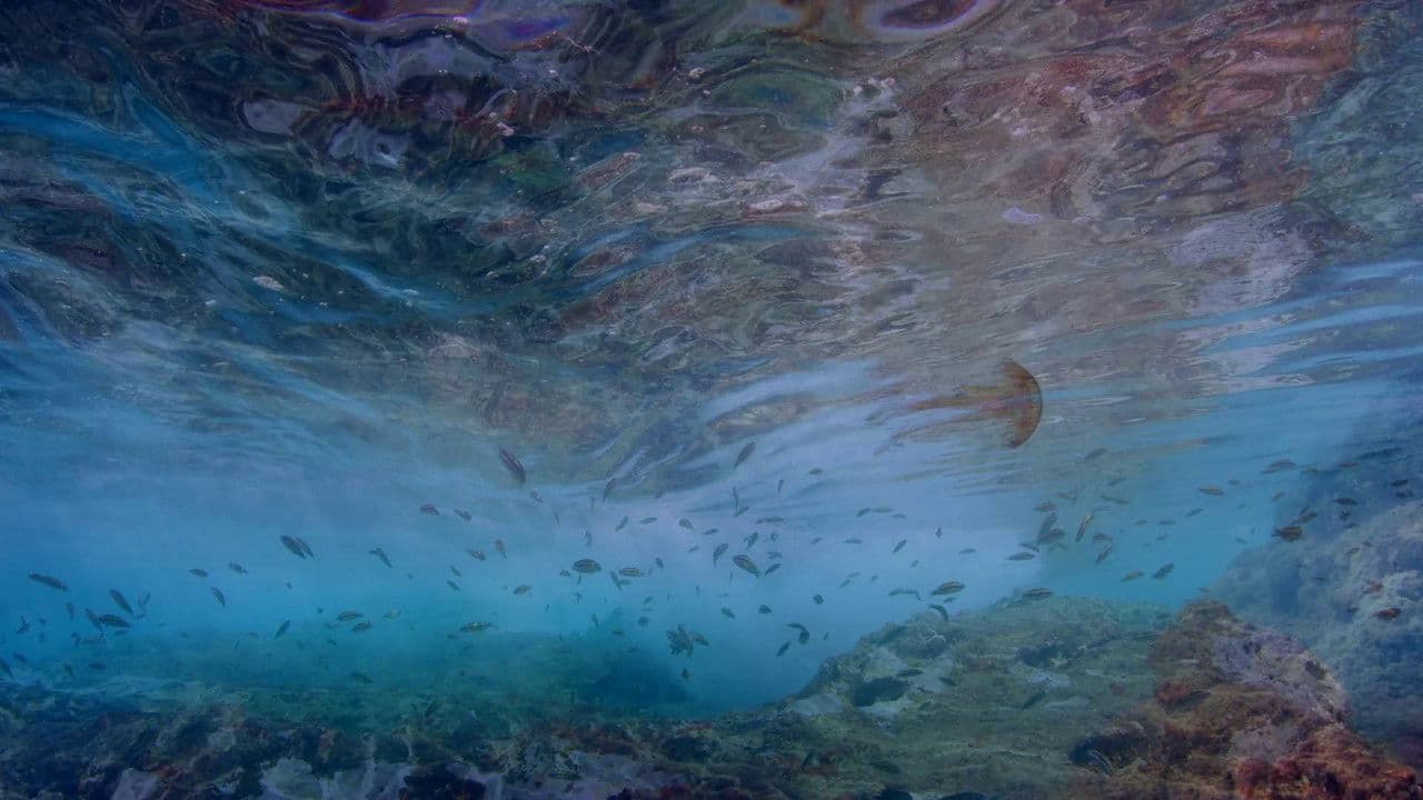 Backdrop – Life in the Blue