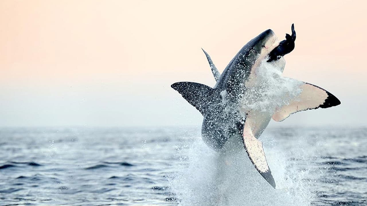 Backdrop – Air Jaws: Back from the Dead