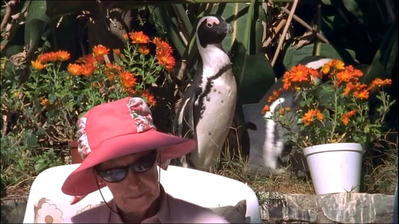 Backdrop – City Slickers: A tale of two African penguins