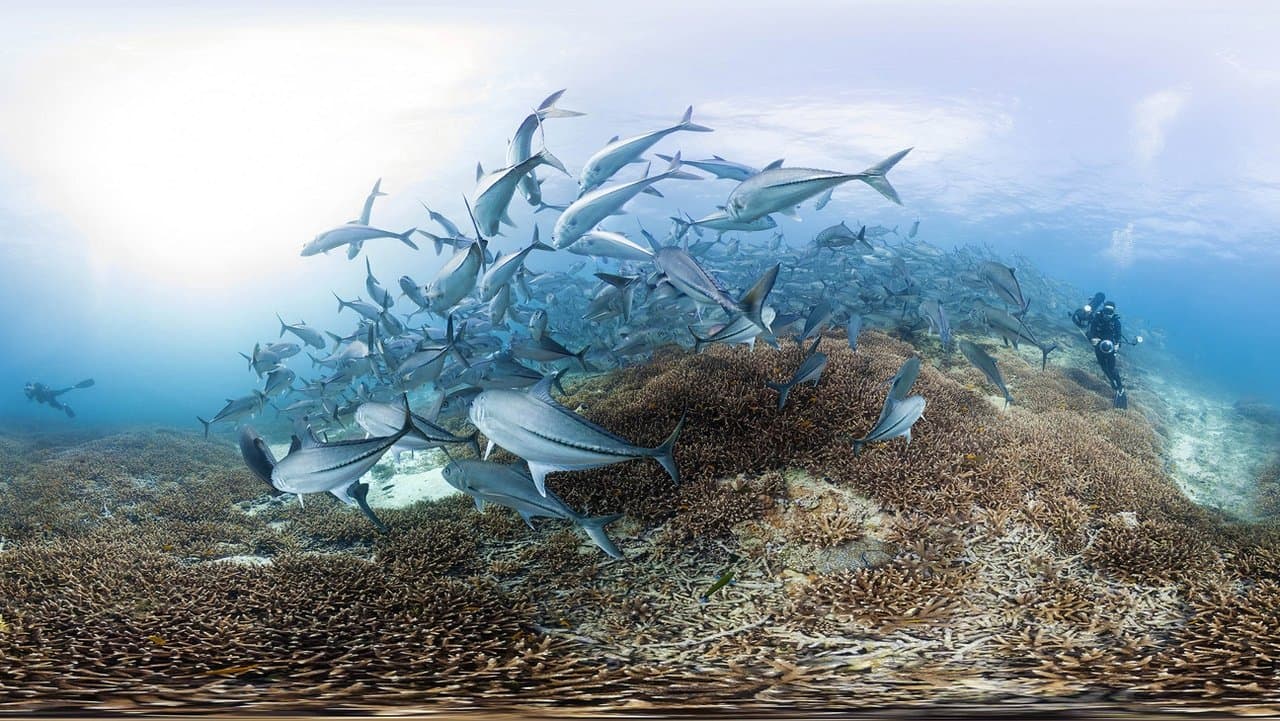 Backdrop – Chasing Coral