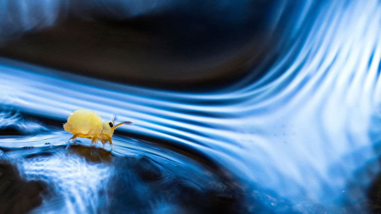 Backdrop – Planète collemboles : la vie secrète des sols